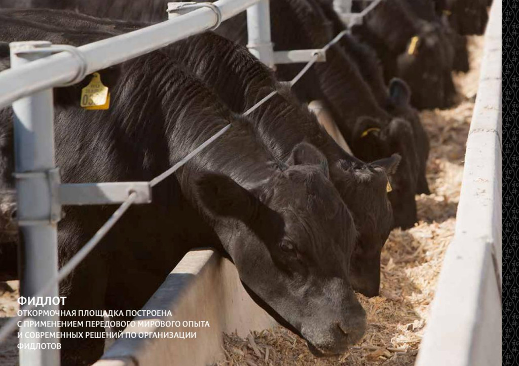 фидлот.jpeg